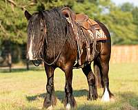 companion-gypsy-vanner-pony