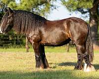 beginner-gypsy-vanner-pony