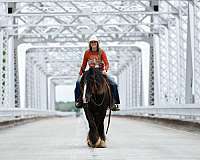 ranch-work-gypsy-vanner-pony