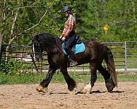 ridden-western-gypsy-vanner-pony