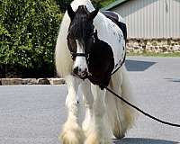 athletic-gypsy-vanner-horse