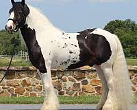 driving-gypsy-vanner-horse