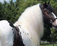 flashy-gypsy-vanner-horse