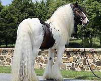 parade-gypsy-vanner-horse