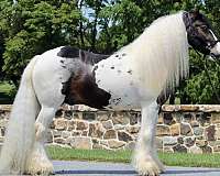 performance-gypsy-vanner-horse