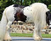 show-gypsy-vanner-horse