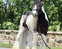 stallion-gypsy-vanner-horse