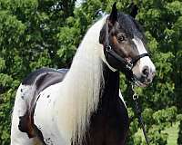 trail-gypsy-vanner-horse