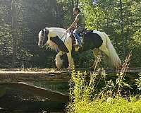 trail-riding-gypsy-vanner-horse