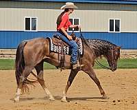 athletic-quarter-horse