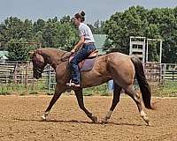 performance-quarter-horse