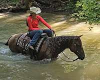 ranch-work-quarter-horse