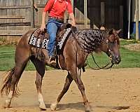 ridden-western-quarter-horse