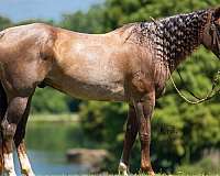 ridden-english-quarter-horse