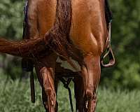 athletic-quarter-horse