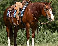 husband-safe-quarter-horse