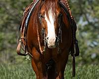 performance-quarter-horse