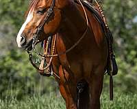 ranch-versatility-quarter-horse