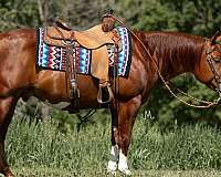 ranch-work-quarter-horse