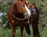 roping-quarter-horse