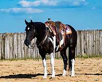 parade-draft-horse