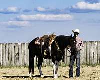 ranch-versatility-draft-horse