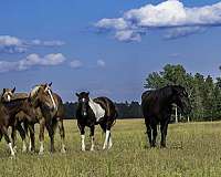 trail-draft-horse