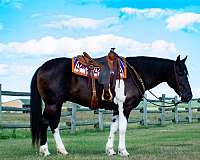 show-draft-horse