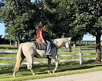 calf-roping-quarter-horse