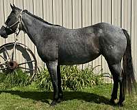 all-around-quarter-horse