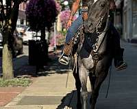 trail-riding-quarter-horse