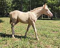 cremello-quarter-horse-filly