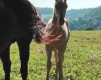 cremello-aqha-filly