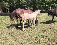 cremello-aqha-horse