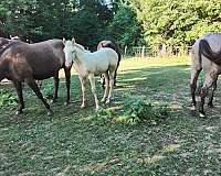 cremello-filly-for-sale