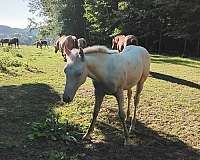 aqha-filly