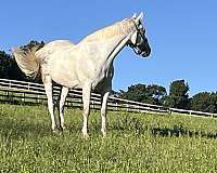 around-irish-draught-horse