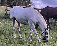 beautiful-irish-draught-horse