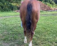 barrel-quarter-horse