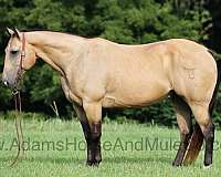 buckskin-star-sock-horse