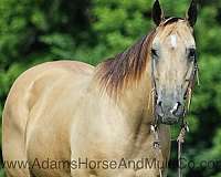 beginner-safe-quarter-horse