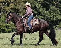 buckskin-brand-horse