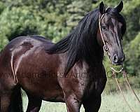 buckskin-overo-horse