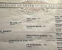 animals-quarter-horse