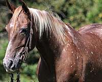 blue-roan-socks-horse