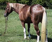 aqha-quarter-horse