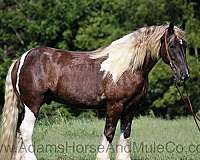 tennessee-walker-mule