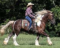 touchdown-tennessee-walking-horse