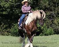 track-tennessee-walking-horse