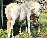 colored-andalusian-horse